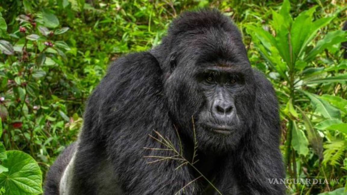 El gorila más famoso de Uganda es asesinado por cazadores