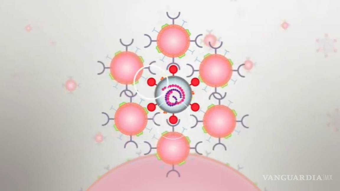 Para neutralizar el virus del COVID-19 y no pueda reproducirse crean ‘nanoesponjas’