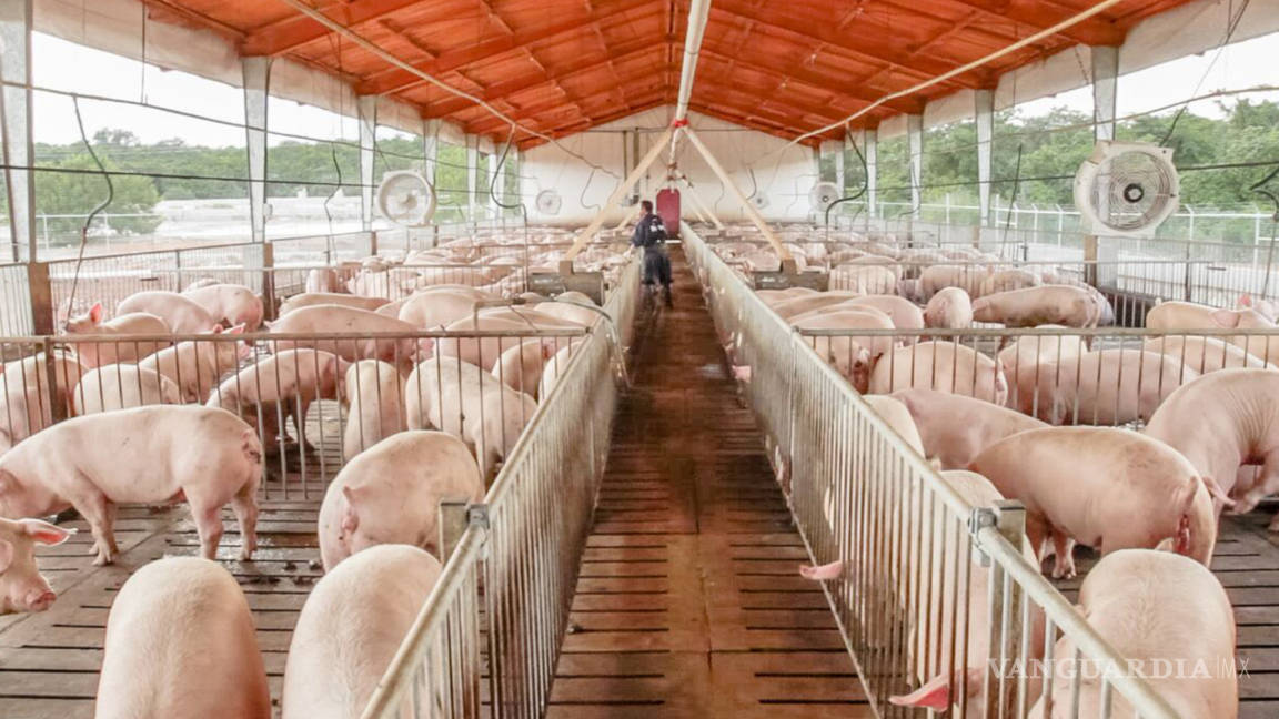 Aumentará producción de carne de cerdo más de 1.4 millones de toneladas este año