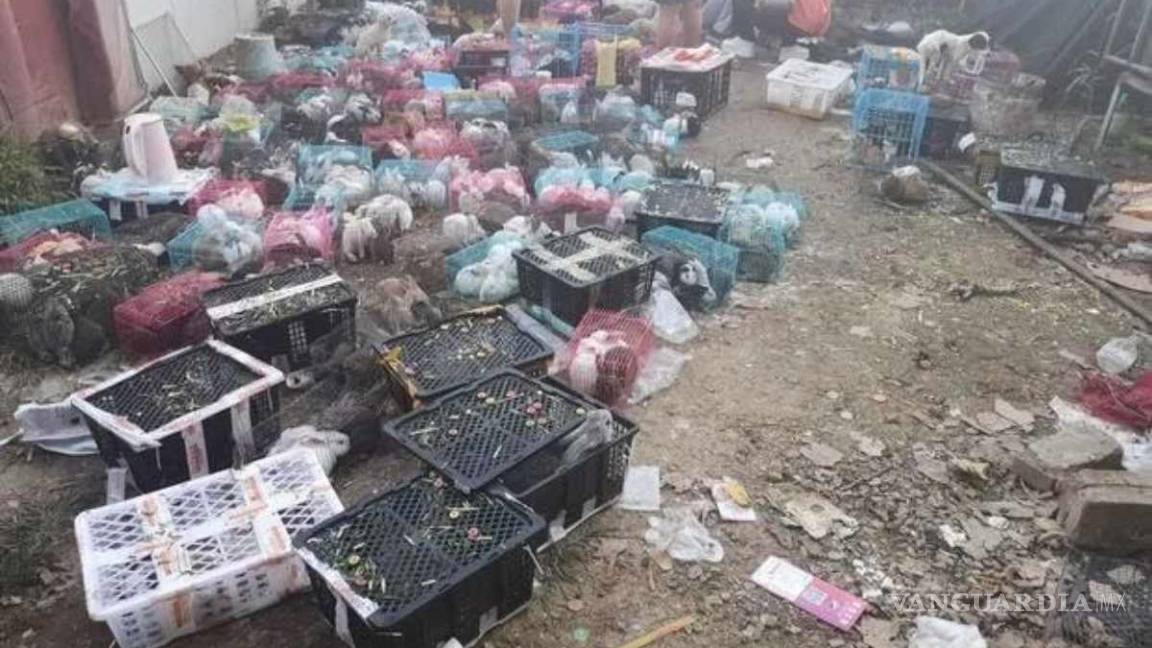 Encuentran sin vida miles de gatos y perros en un almacén de paquetería, en China