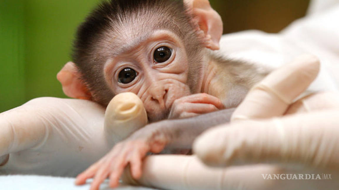 Investigan con monos transgénicos para tratamiento contra autismo
