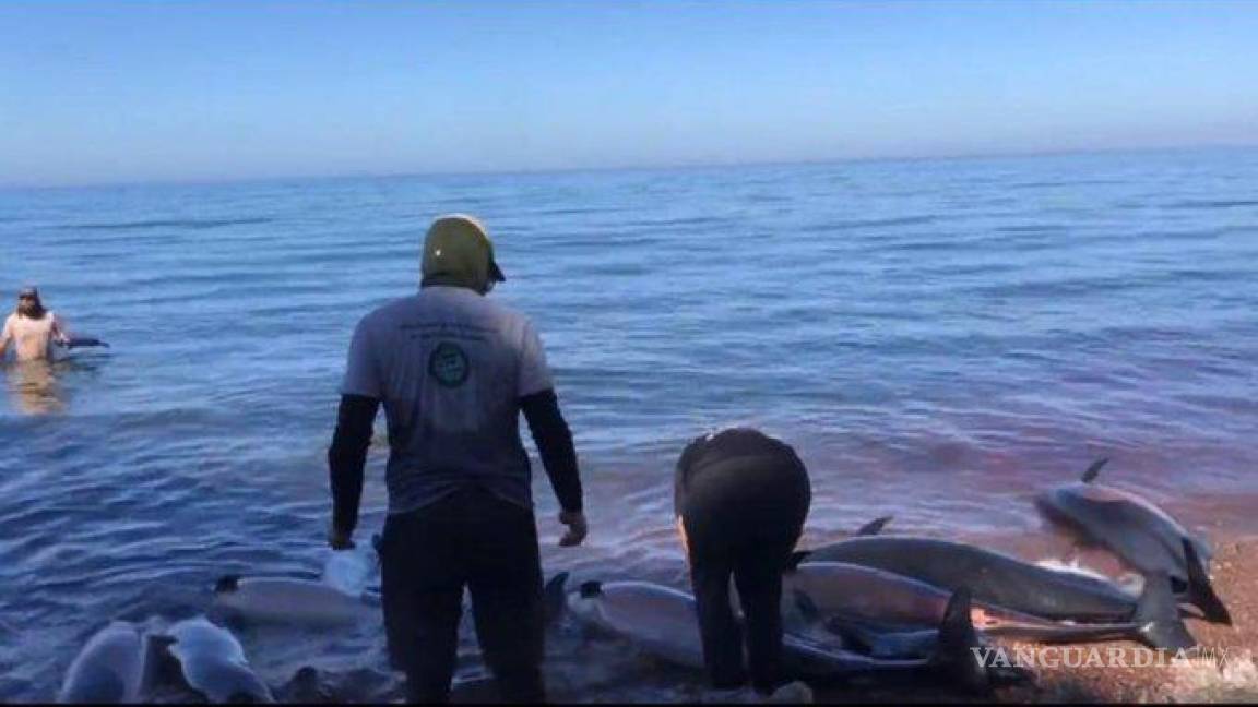 Encuentran 33 delfines muertos en playa de La Paz, Baja California Sur