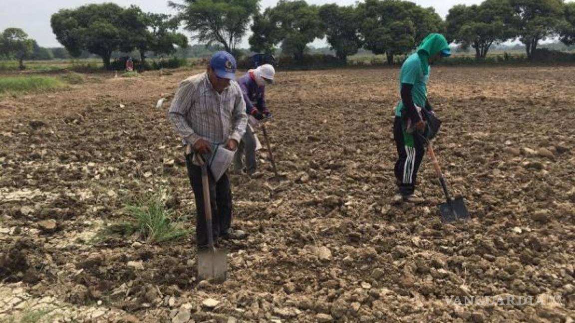Siembra de frijol en México se cayó 42% debido a la sequía