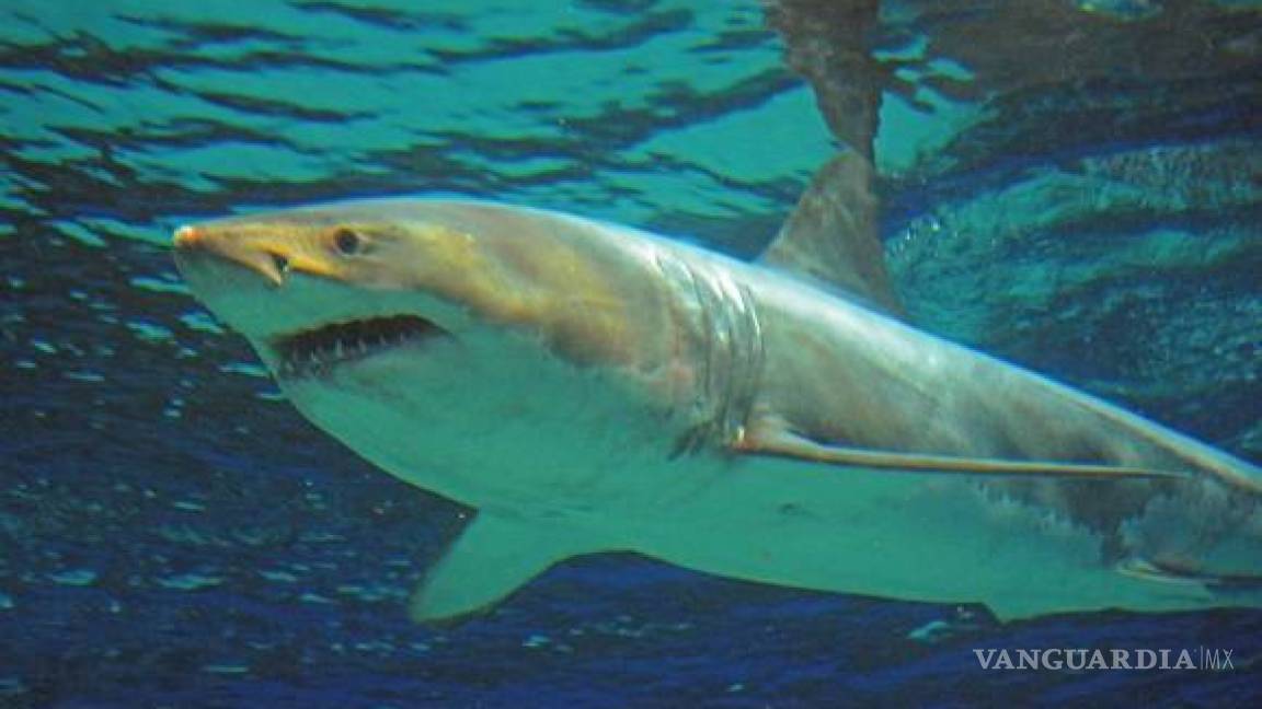Estudio revela que tiburones y rayas son más longevos de lo que se pensaba