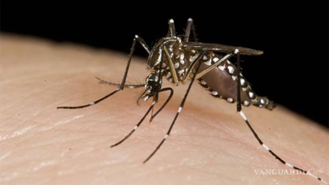 Alertan 'mega epidemia' de dengue por cambio climático