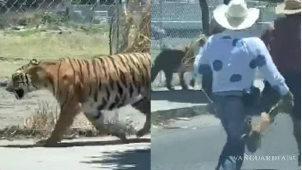 'Vaquero' atrapa a tigre con un lazo en Jalisco y se hace viral