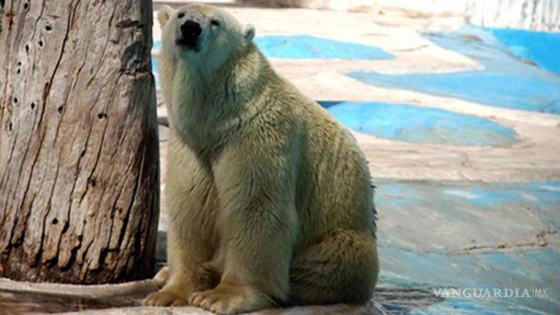Osa polar Yupik muere tras 25 años en zoológico de México