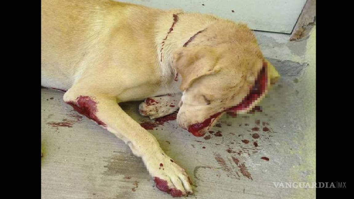 'Güerejo', el perrito atacado a machetazos en Reynosa, hoy descansa en paz