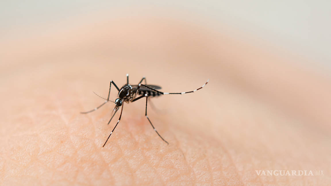 Se aplanó la curva del dengue durante 2020; 24 mil 313 casos y 79 defunciones