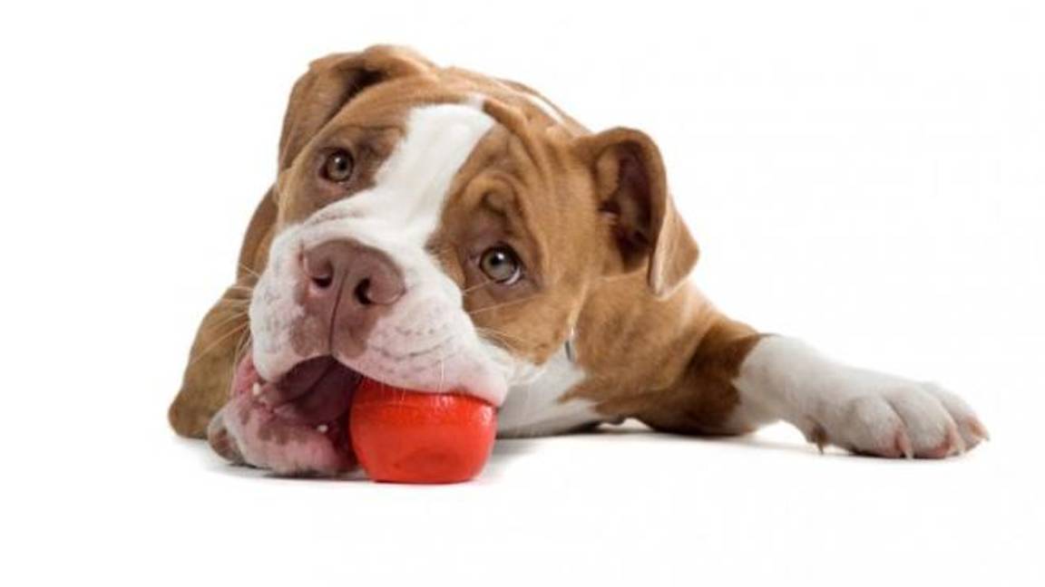 $!Cinco cosas que crees que le gustan a tu perro... pero no