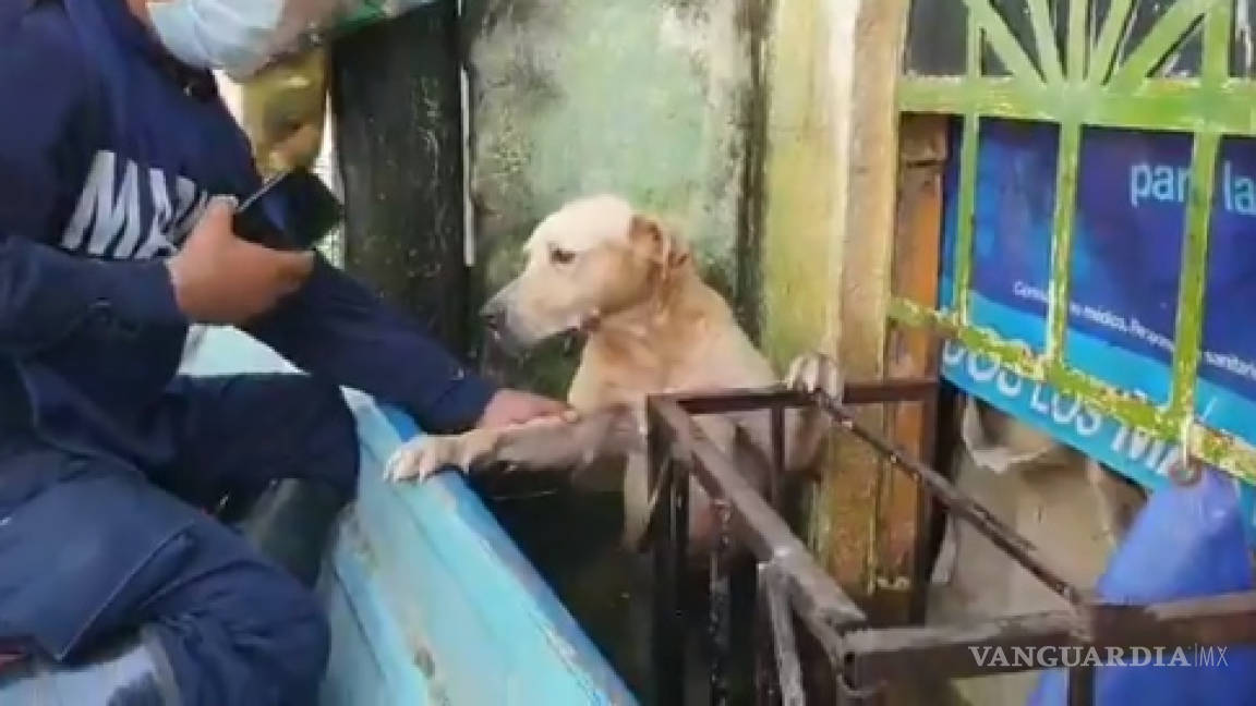 Rescate de perrito en inundación de Tabasco se viraliza en redes