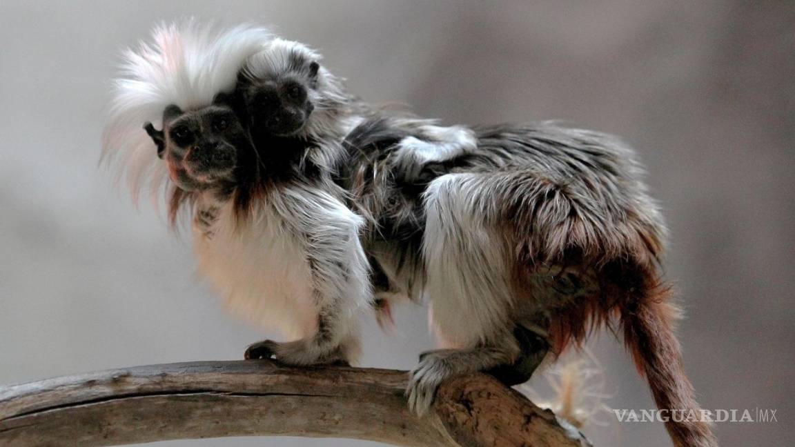 $!Tenemos las fotos del simpático mono Tití que nació en un zoológico de Guadalajara