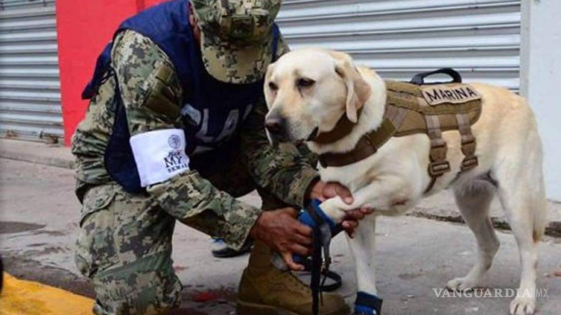 Perros rescatistas, héroes de cuatro patas del sismo (fotos/videos)
