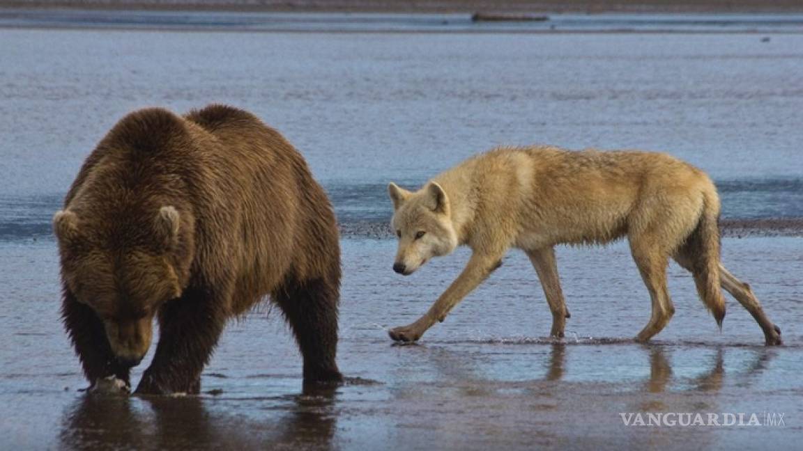 Donald Trump autoriza caza de osos y lobos en Alaska, Obama la había prohibido