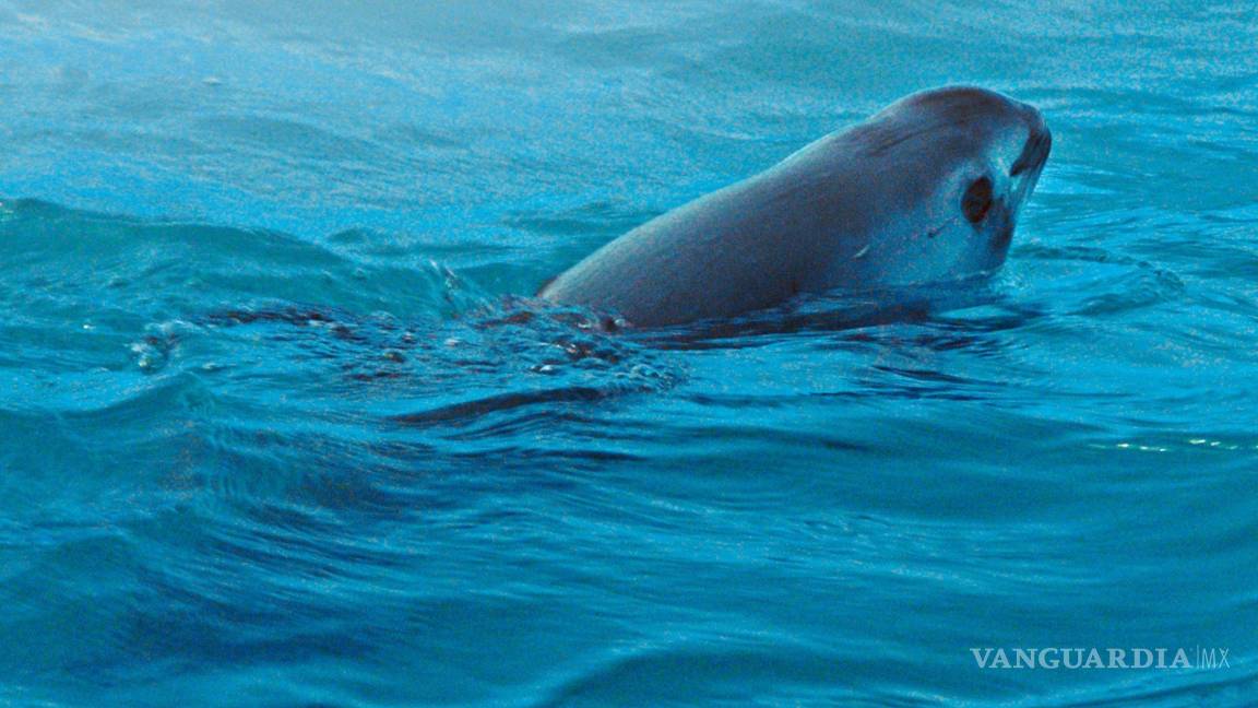 Protección de vaquita marina, asunto de seguridad nacional: Semarnat