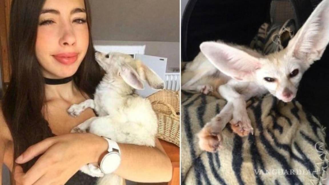 'Youtuber' obligó a un zorro a ser vegano, lo deja en los huesos y la tunden en redes
