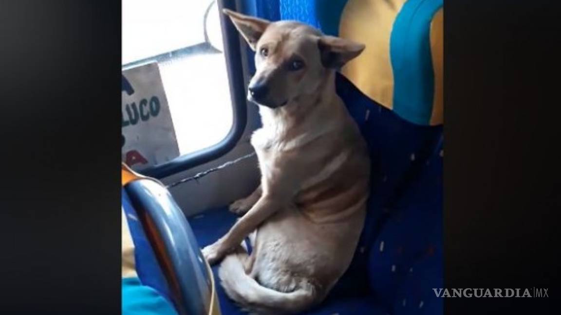 Conductor de autobús protege a perrito que subió a su unidad