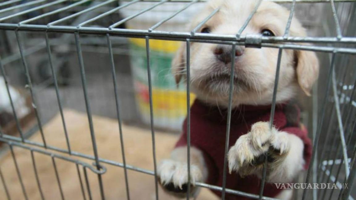 Nueva York prohibirá vender perros y gatos en tiendas de mascotas