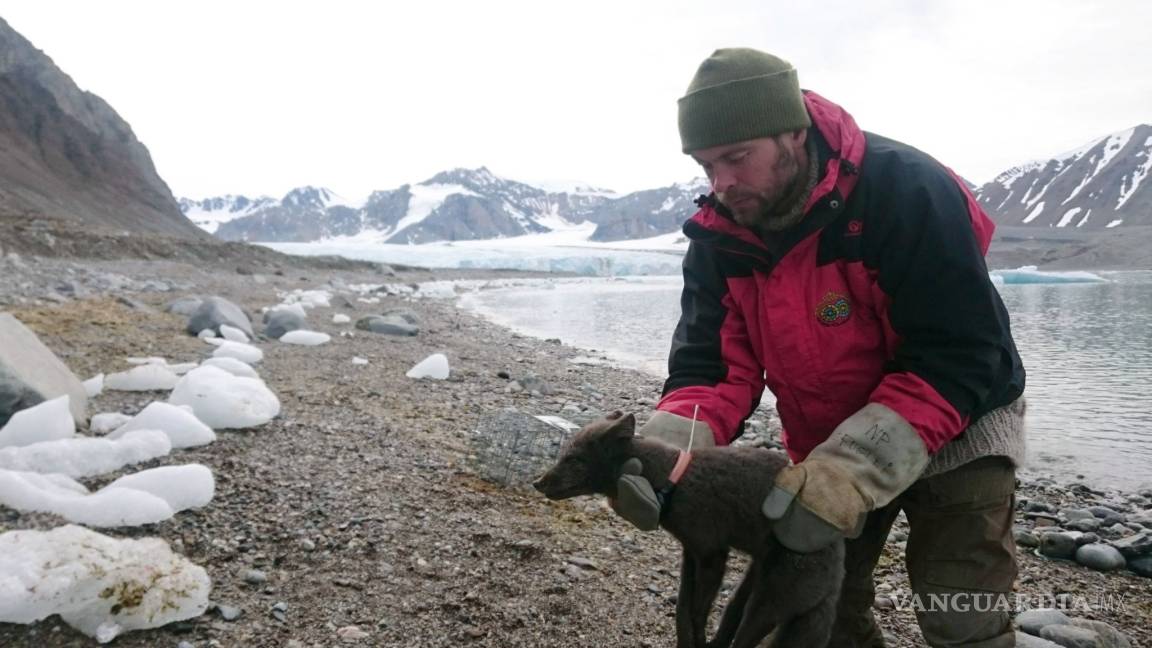 Zorra ártica hace un ¡épico! viaje, recorre 4,415 kilómetros de distancia en cuatro meses de Noruega a Canadá