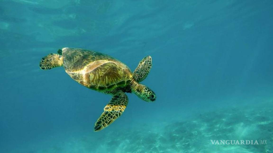 ‘Criaturas marinas son doblemente afectadas por el cambio climático’