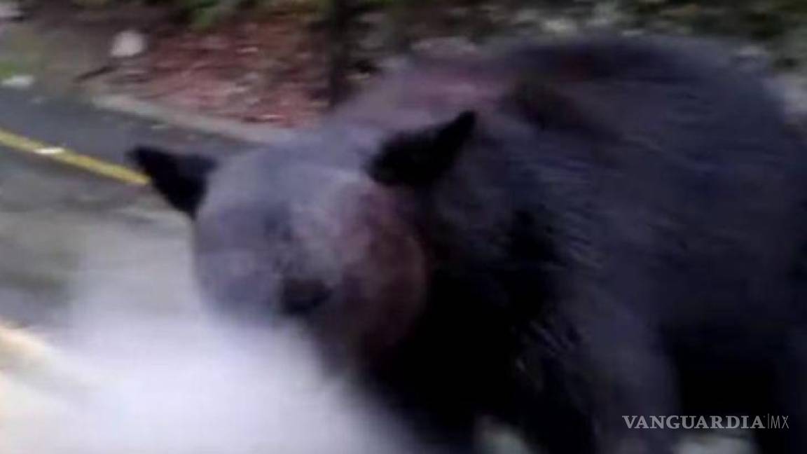 Indigna agresión contra oso con gas lacrimógeno