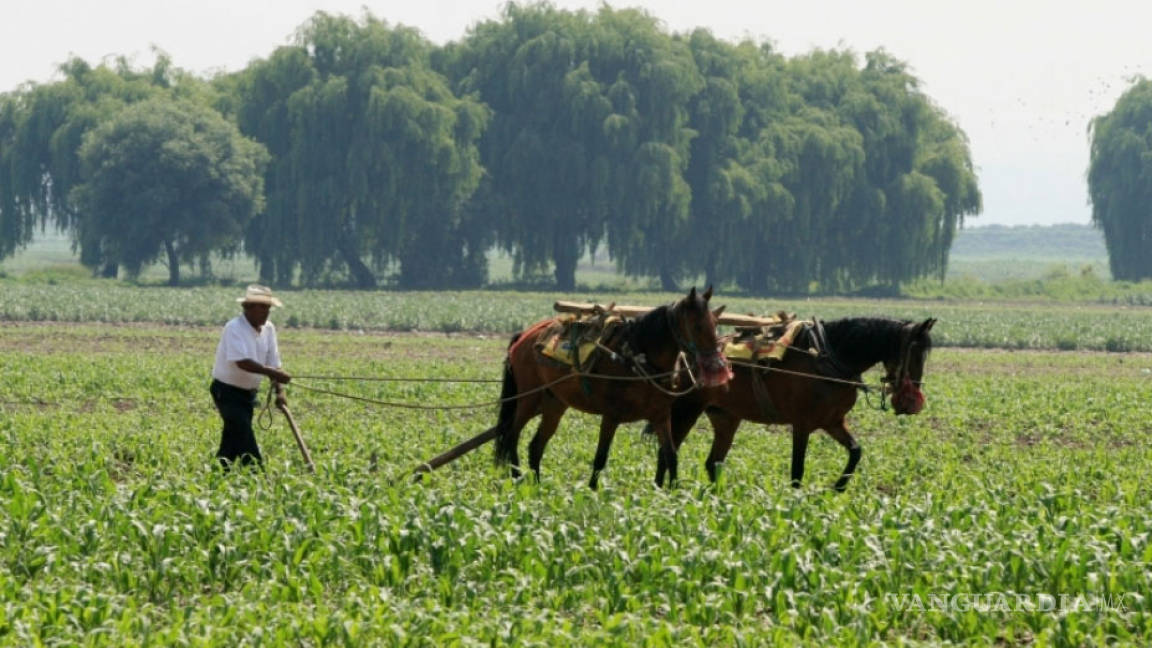 Fomentan Investigación y desarrollo biotecnológico en el campo