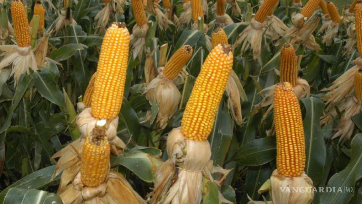 Importar maíz costaría 26% más, por prohibición de transgénicos