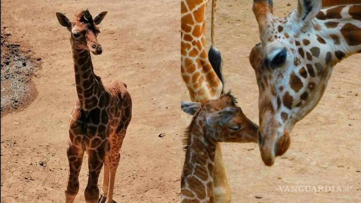 Piden nombrar a la jirafa recién nacida en el Zoológico de Chapultepec