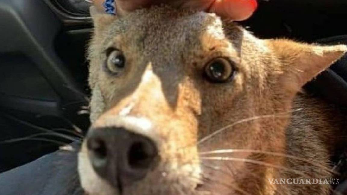 Murió el coyote 'Pancho', aquel que confundieron con un perro