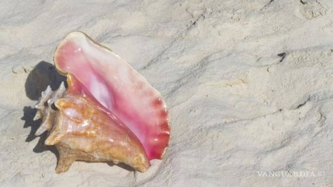 Legisladores piden se garantice seguridad del caracol rosado en Quintana Roo