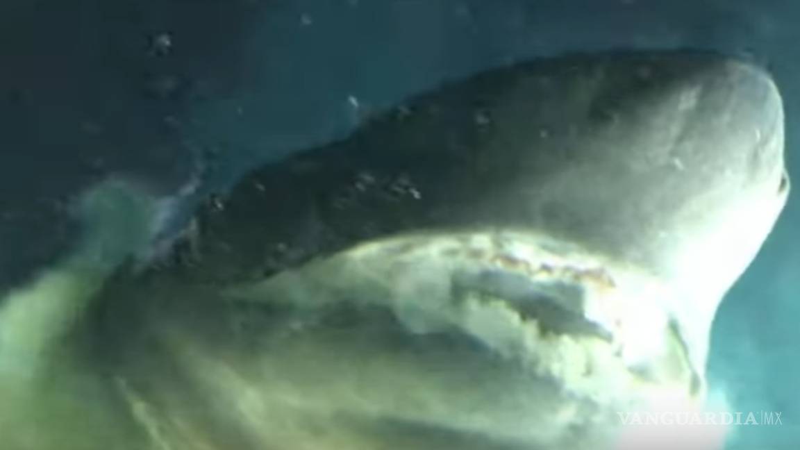 Captan en Golfo de México tiburón gigante más antiguo que los dinosaurios