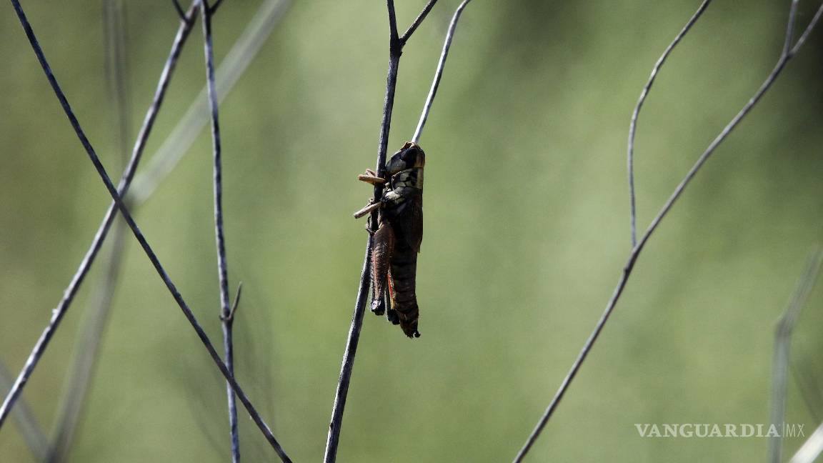 $!Plaga de grillos invade colonia al sur de Saltillo