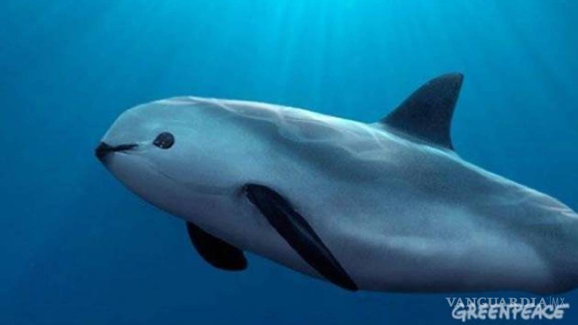 $!Encuesta revela que existe en la humanidad preocupación por conservar la naturaleza, pero también desconocimiento