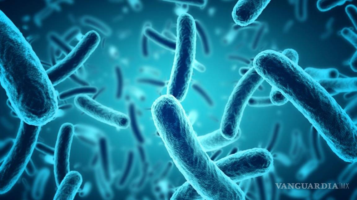 Alertan por brote de infectados por bacteria que causa brucelosis en China