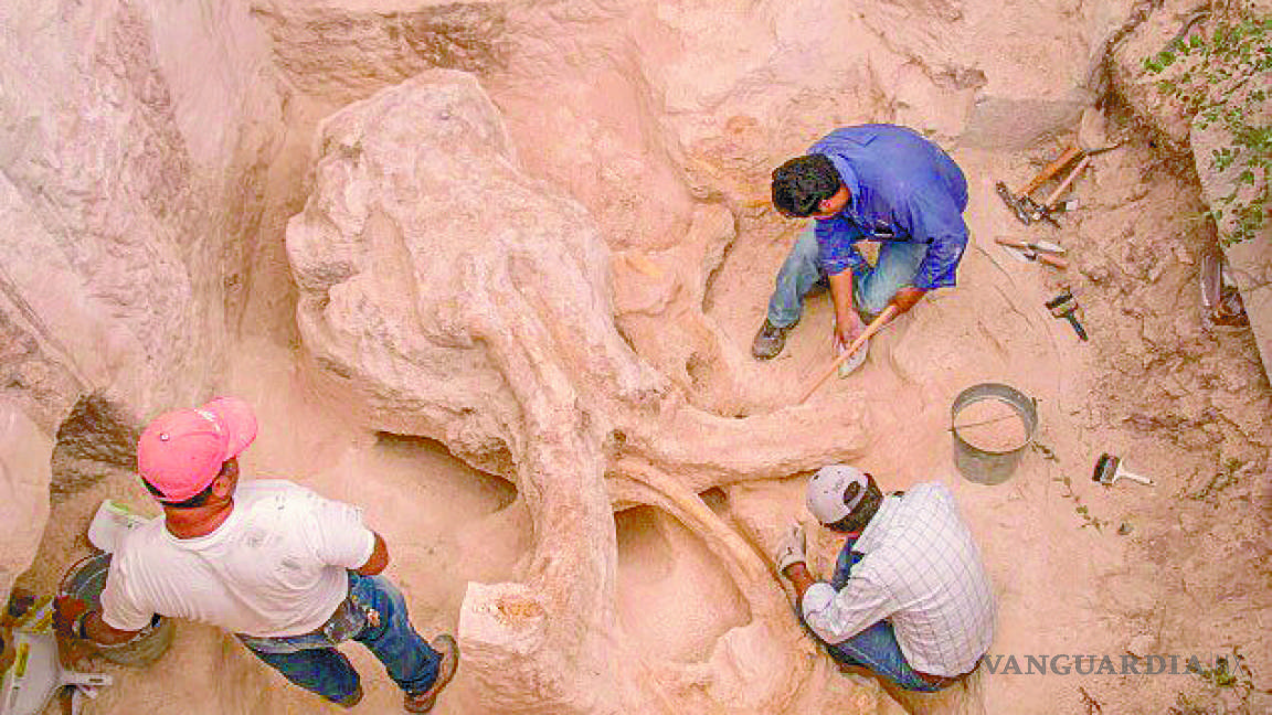 Descubren restos de un mamut a kilómetros de Coahuila