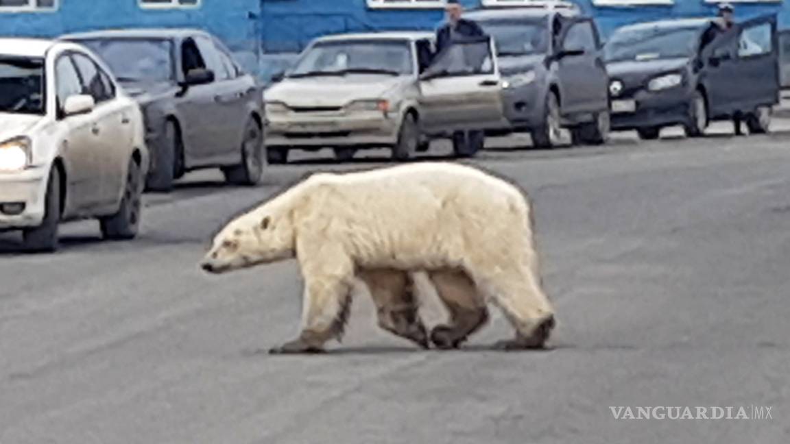 Oso polar turistea en ciudad rusa