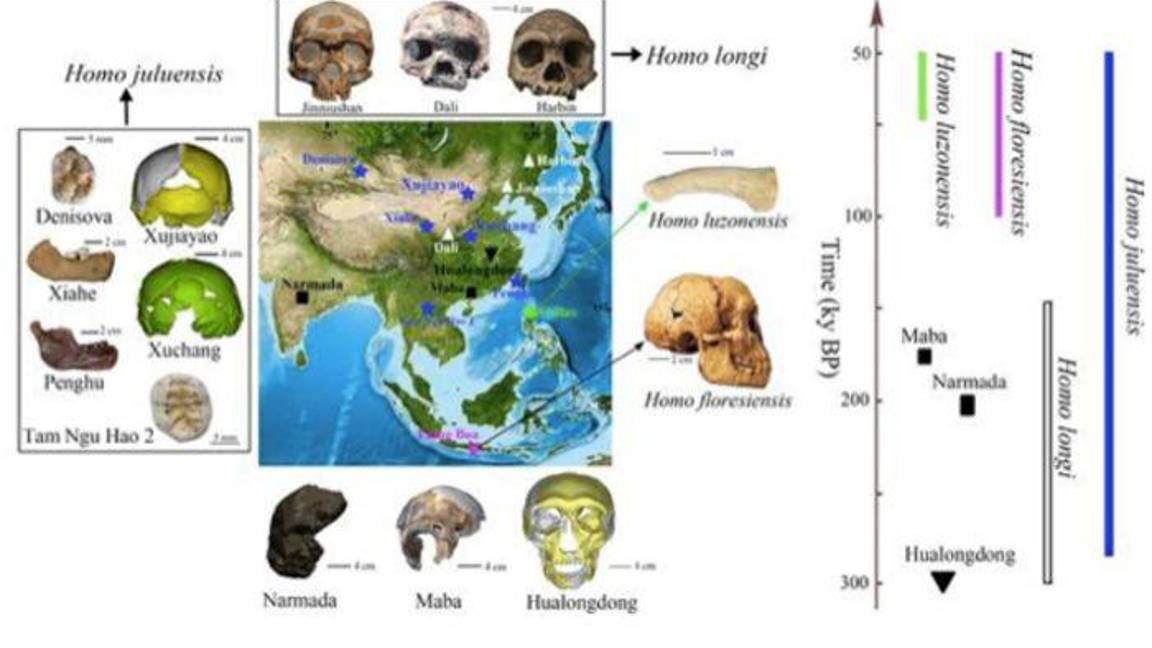 $!Revelan una posible nueva especie humana, el Homo juluensis