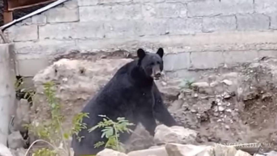 Enorme oso negro aparece en patio de vivienda en Múzquiz, Coahuila; acusan maltrato al atraparlo