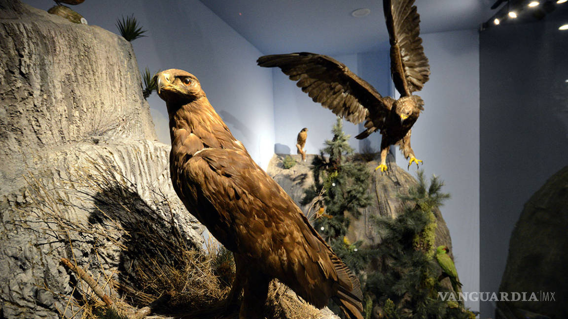 Mejor que nunca el Museo de las Aves: ciudadanos de Saltillo