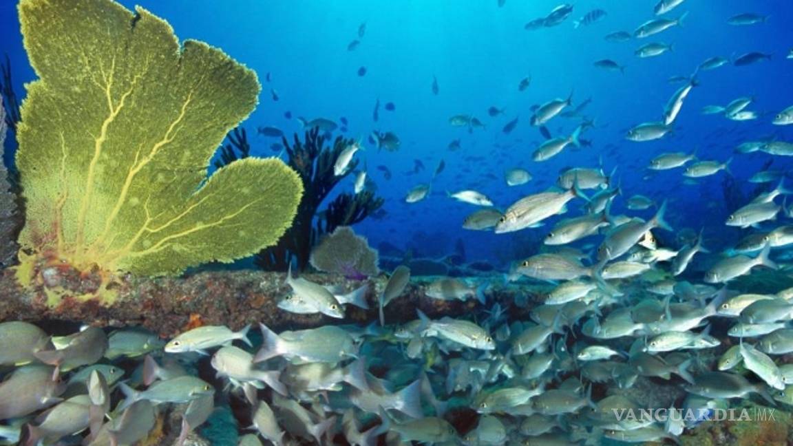 $!Los océanos se enfrentan a una extinción masiva sin precedentes