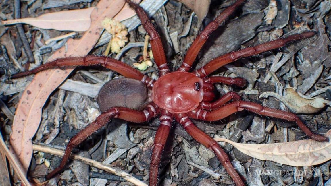 Peluda y roja, así es una nueva araña descubierta en Australia