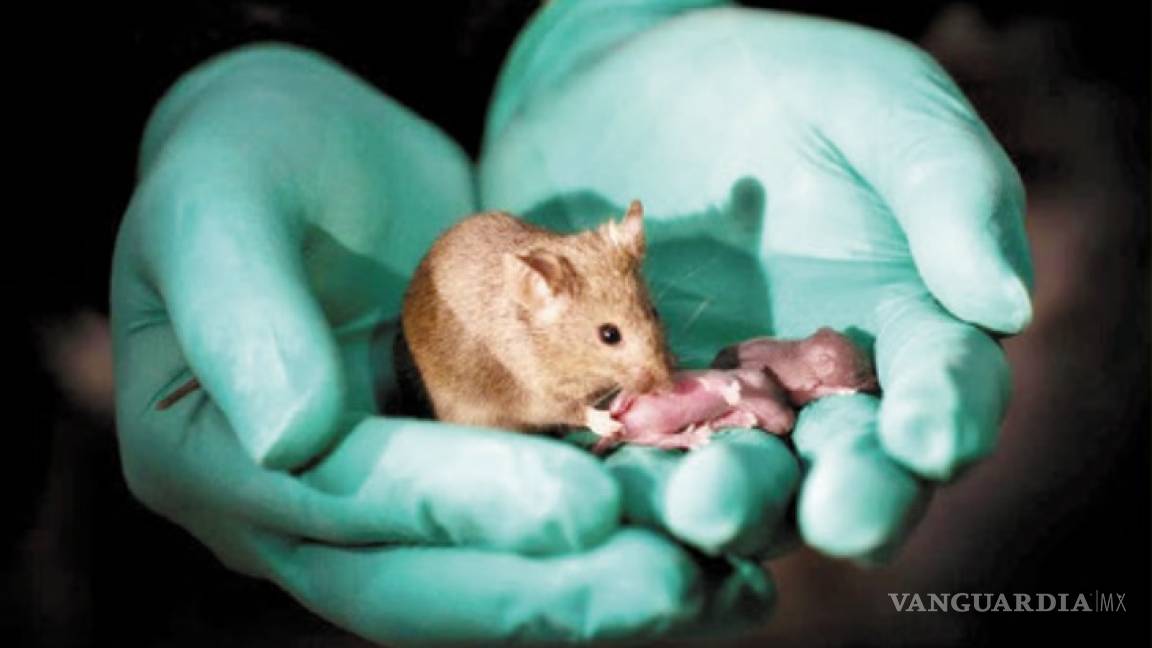 Vuelven innecesario al macho en reproducción; dos ratones engendran