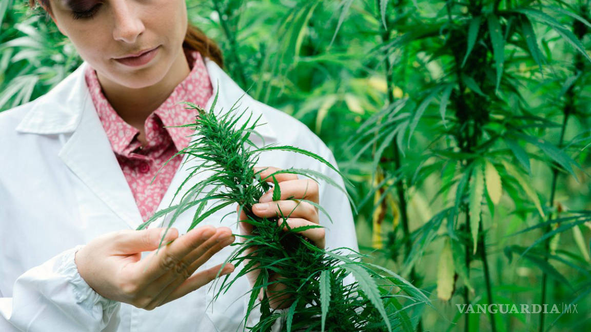 Invertirán 20 mdd en planta de cannabis en Nuevo León