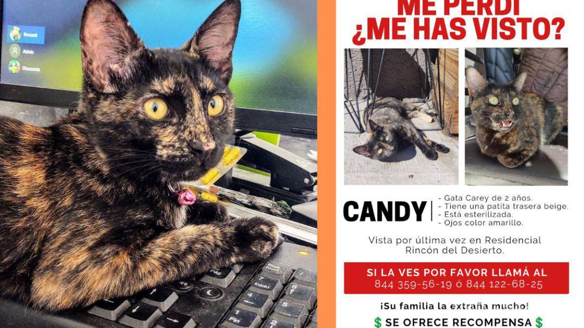 ¿Me has visto? buscan en redes a ‘Candy’, una gatita que se perdió en Saltillo; familia ofrece recompensa