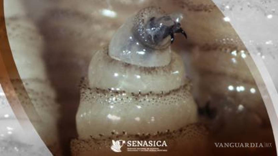 $!Siete estados del país ya han sido afectados por la plaga, que amenaza con llegar al norte de México si no se refuerzan los esfuerzos binacionales de contención.