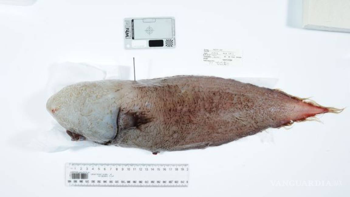 Descubren un “pez sin rostro” en Australia