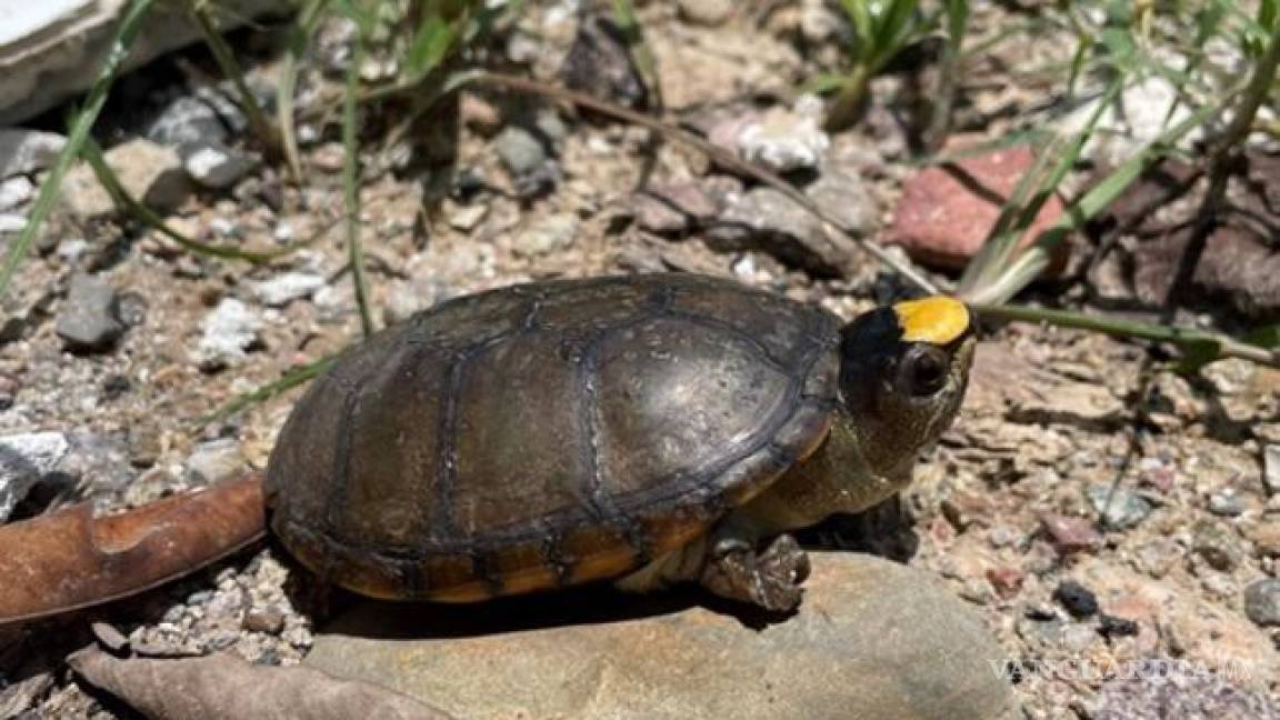 Sujetos roban 55 tortugas casquito en peligro de extinción en Jalisco; se hicieron pasar por Profepa