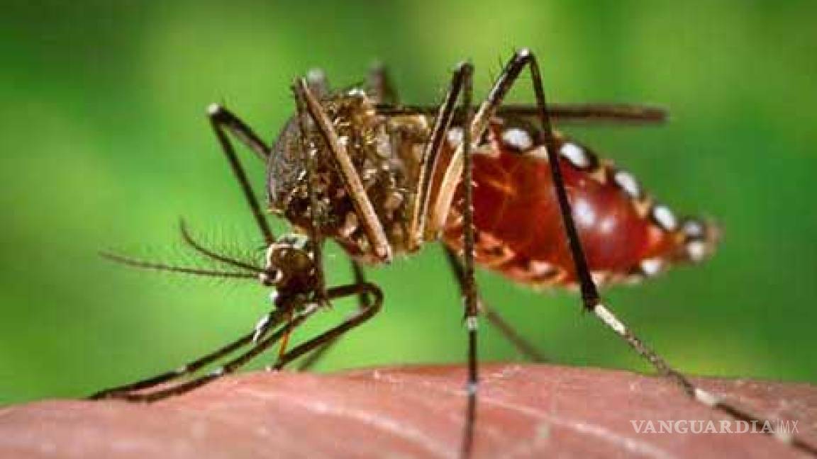 Aumentan los casos de dengue en La Laguna; no todos son de gravedad