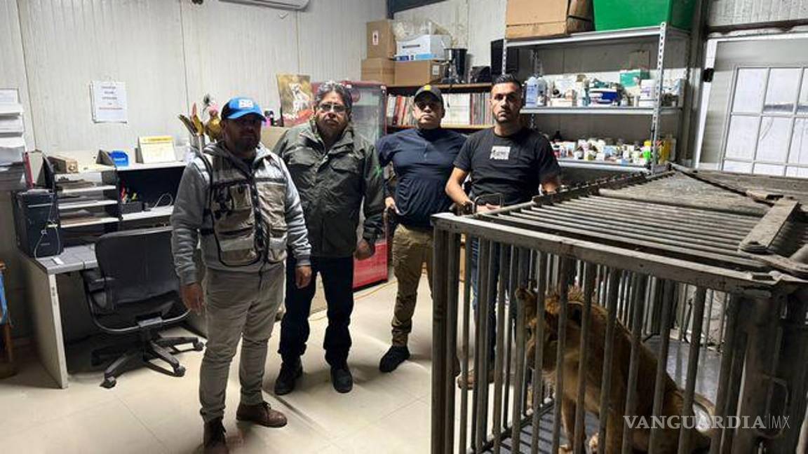 Rescatan a león africano en Baja California; se encontraba en malas condiciones de salud