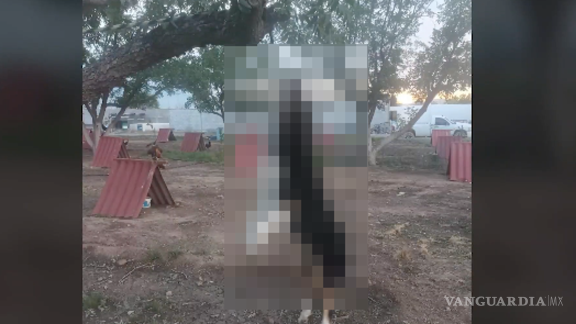 $!“Jasper”, un border collie, murió tras un acto de violencia denunciado ante la Procuraduría Ambiental.